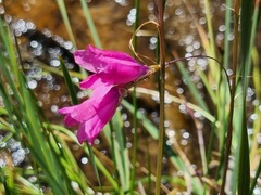 Dierama mossii