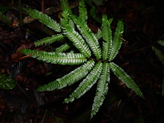 Adiantum pulverulentum