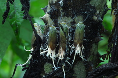 Pterodictya reticularis