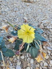 Oenothera brachycarpa
