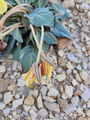 Oenothera brachycarpa