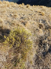 Ozothamnus leptophyllus