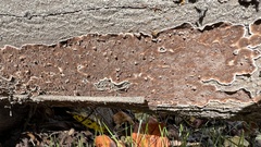 Peniophora albobadia