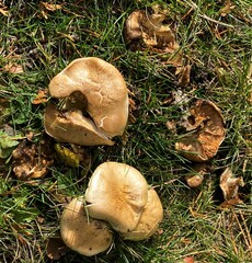 Clitocybe brunneocephala