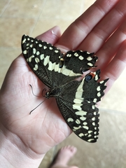 Papilio demodocus