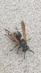 Brachygastra lecheguana