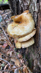Cyclocybe parasitica