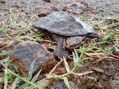Hydromedusa tectifera