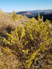 Ozothamnus leptophyllus