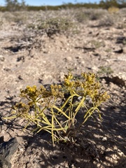 Sartwellia flaveriae