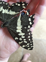 Papilio demodocus