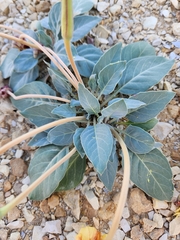 Oenothera brachycarpa