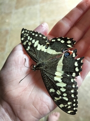 Papilio demodocus