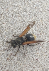 Brachygastra lecheguana