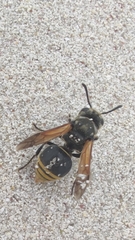 Brachygastra lecheguana