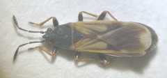 Ischnodemus sabuleti
