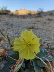 Oenothera brachycarpa