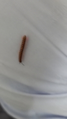 Helicorthomorpha holstii