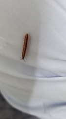 Helicorthomorpha holstii