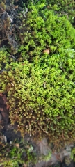 Tortella squarrosa