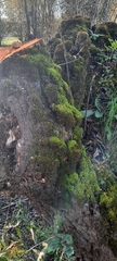 Tortella squarrosa