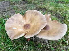 Lepista personata