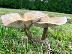 Lepista personata