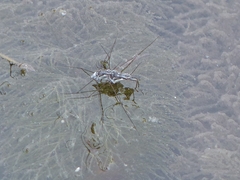 Neogerris hesione
