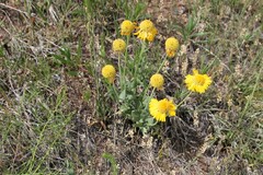 Gaillardia spathulata