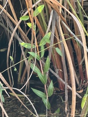 Decodon