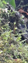 Tortella squarrosa