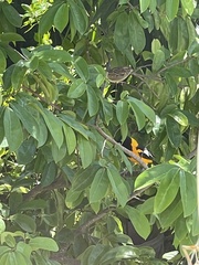 Icterus icterus