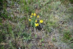 Gaillardia spathulata