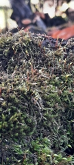 Tortella squarrosa