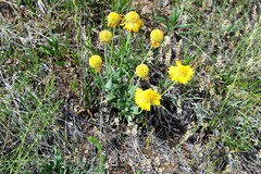 Gaillardia spathulata