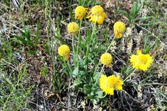 Gaillardia spathulata