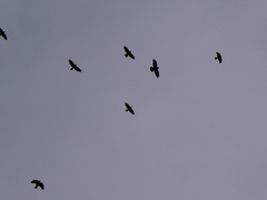 Corvus