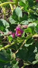 Proboscidea parviflora