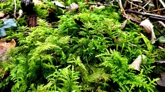 Thuidium tamariscinum