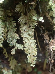 Hymenophyllum capillare