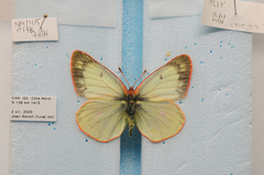 Colias pelidne