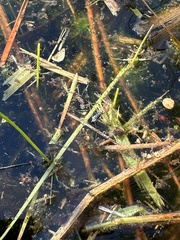 Neogerris hesione