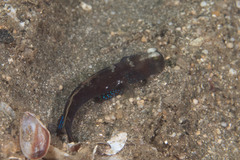 Cryptocentrus fasciatus