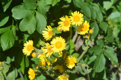 Senecio selloi