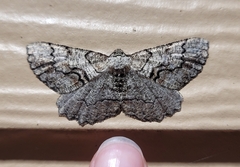 Cymatophora approximaria