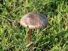 Entoloma sericeum