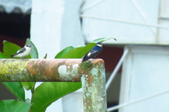 Tachycineta albiventer