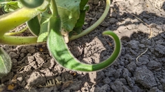 Proboscidea parviflora