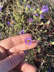Symphyotrichum oblongifolium
