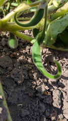 Proboscidea parviflora